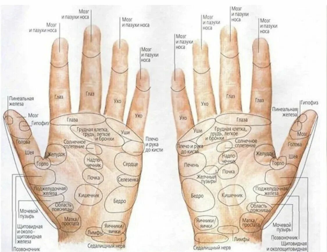 Болезни по ладони левой руки. Акупунктурные точки на ладони. Точки органов на ладони. Точки на ладони отвечающие за органы.