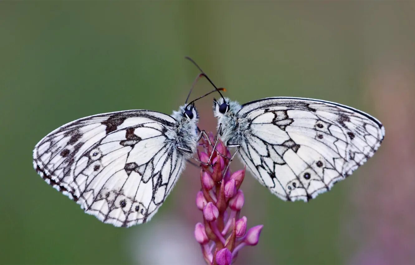 Бабочки в цветах. Two butterfly. Фон бабочки 1920х1080. Two butterfly. Two butterfly.