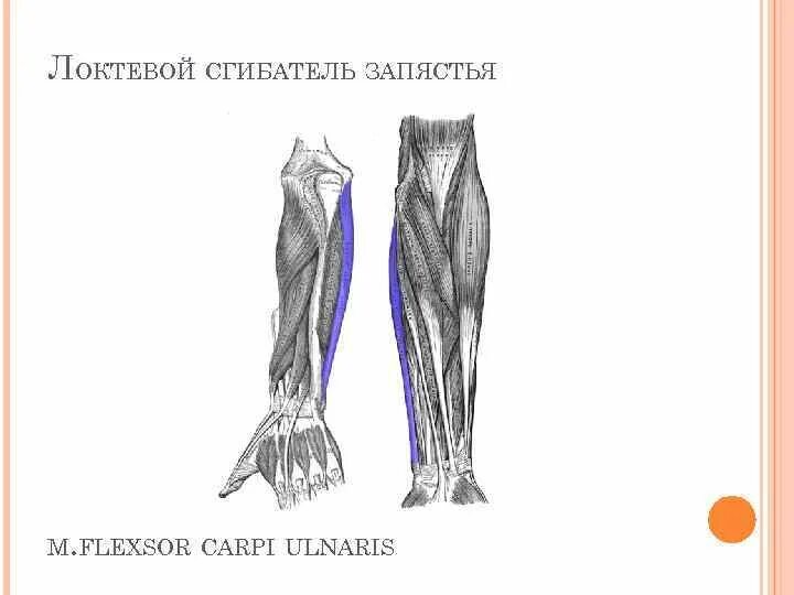 Сгибатель латынь. Локтевой сгибатель запястья мышца. Лучевой и локтевой сгибатели запястья. Локтевой сгибатель запястья латынь. М. локтевой сгибатель запястья.