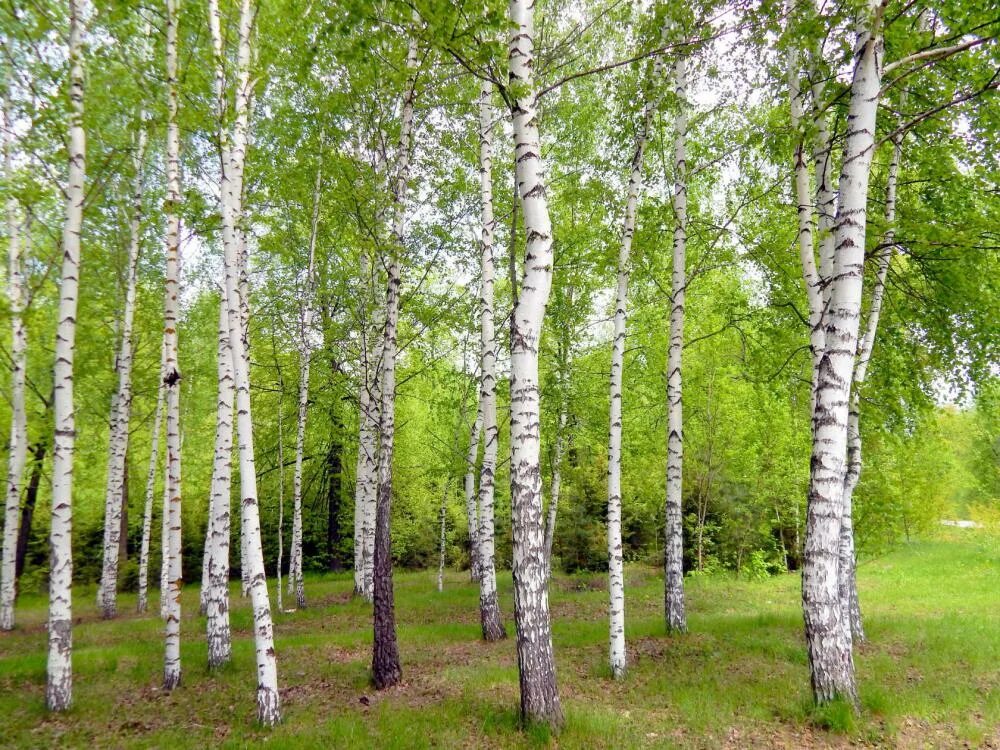 Береза картинка. Береза в Удмуртии. Береза в Амурской области. Березы в Мордовии. Береза Нижегородской области.