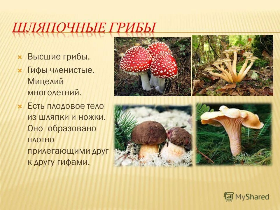 Шляпочные грибы. Виды грибов Шляпочные грибы. Царство Шляпочные грибы. Высшие Шляпочные грибы.