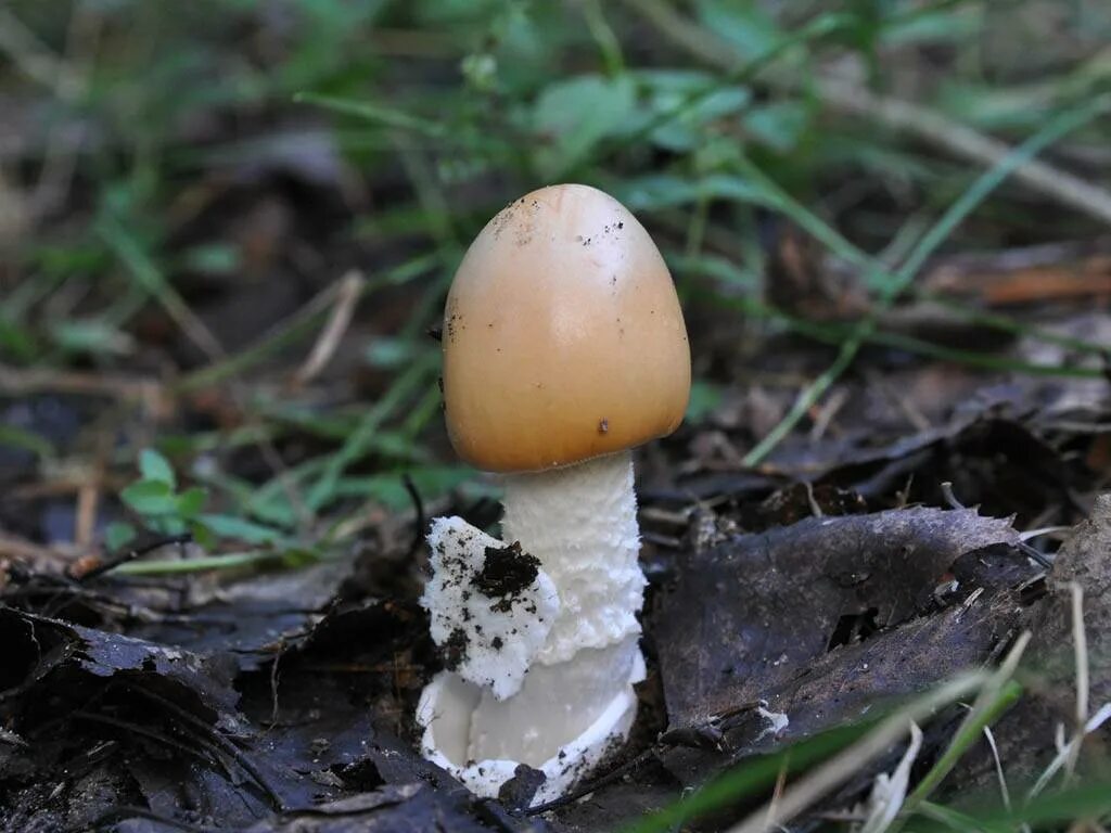 Поплавок шафранный гриб. Поплавок шафранный гриб. Поплавок шафранный гриб. Грибы толкачики съедобные. Толкачики грибы.
