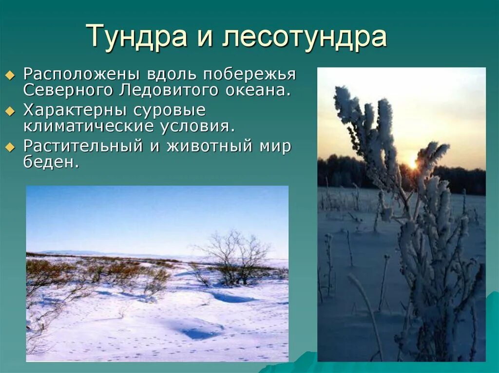 Особенности климата природной зоны тундры. Тундра Безлесная зона. Тундра и лесотундра презентация. Климатические условия тундры и лесотундры. Природные условия лесотундры.