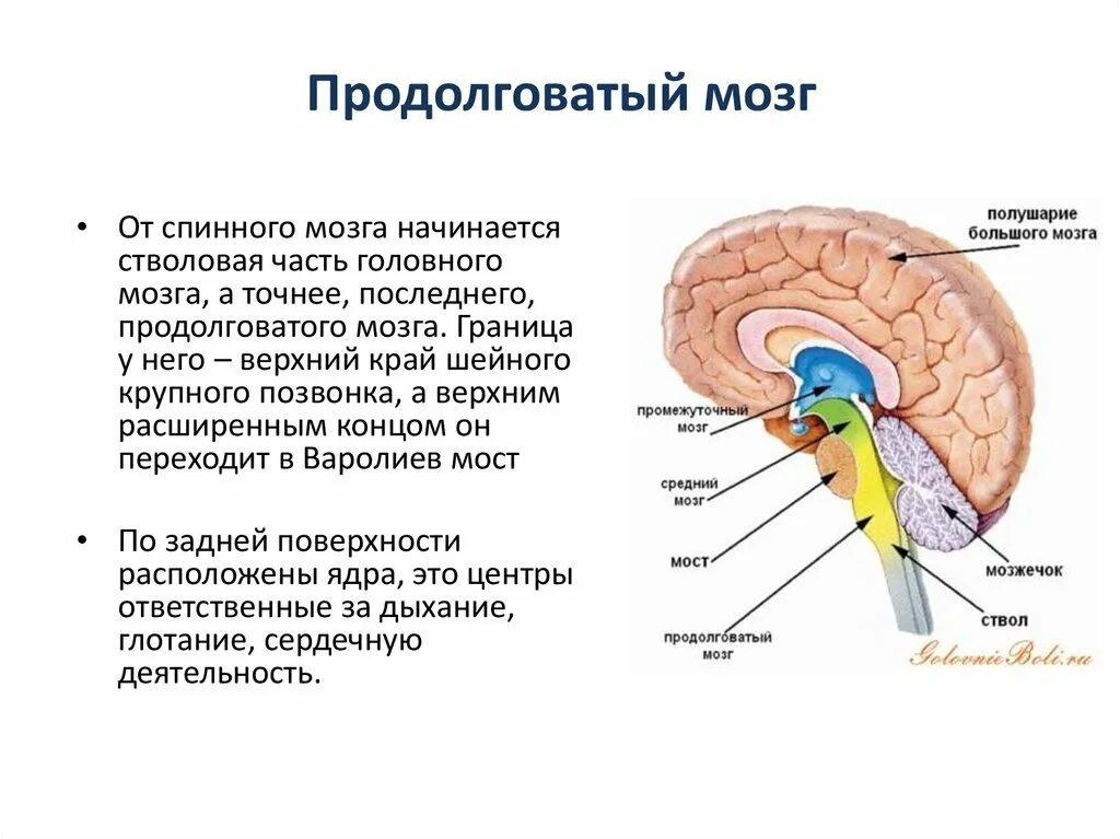 Что отвечает за действия человека. Отделы мозга продолговатый промежуточный. Продолговатый мозг строение и функции. Строение головного мозга продолговатый мозг. Отдел головного мозга продолговатый его функции.