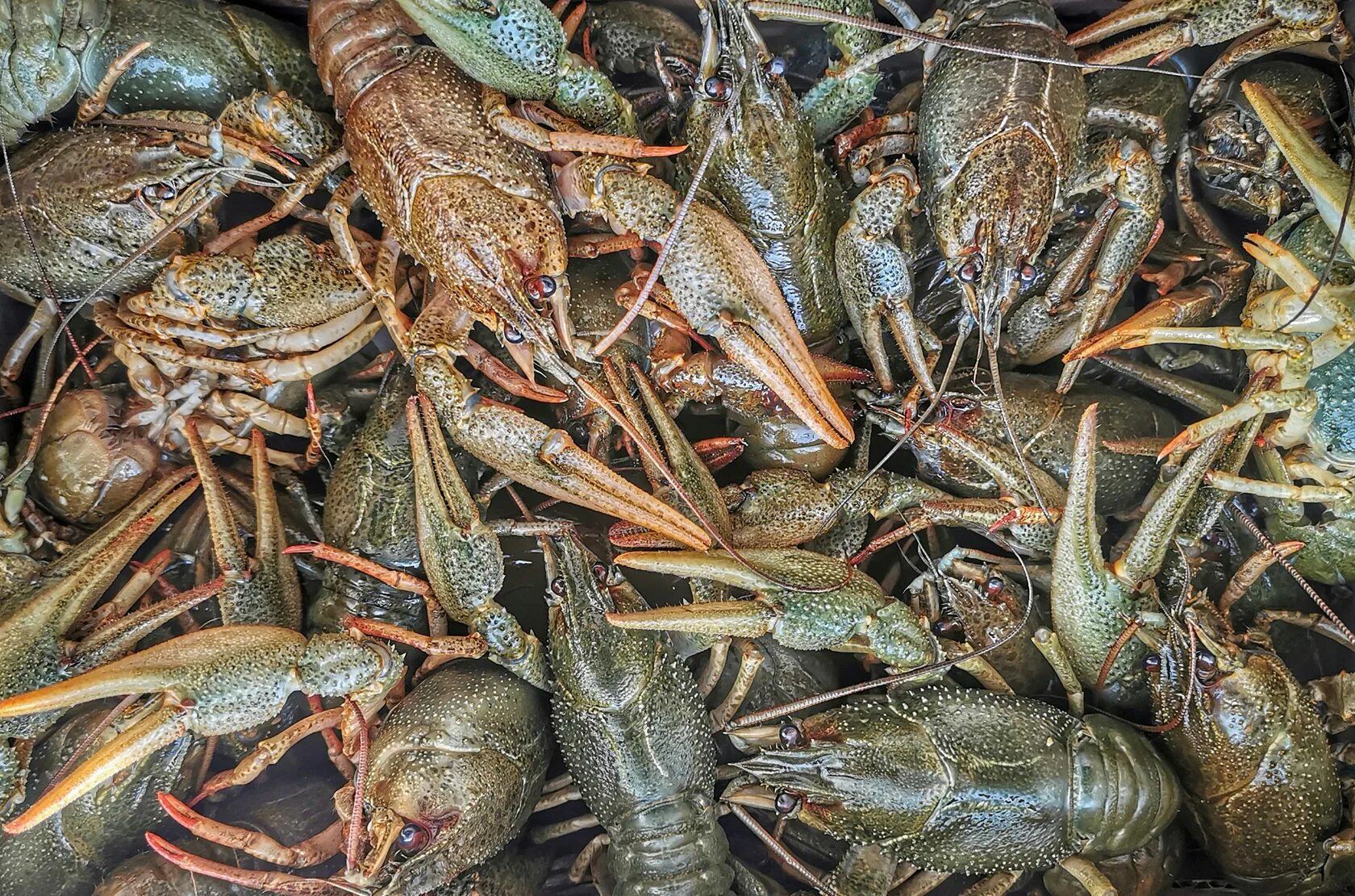 Доставка живых раков в москве. 50 Амар морепродукты.