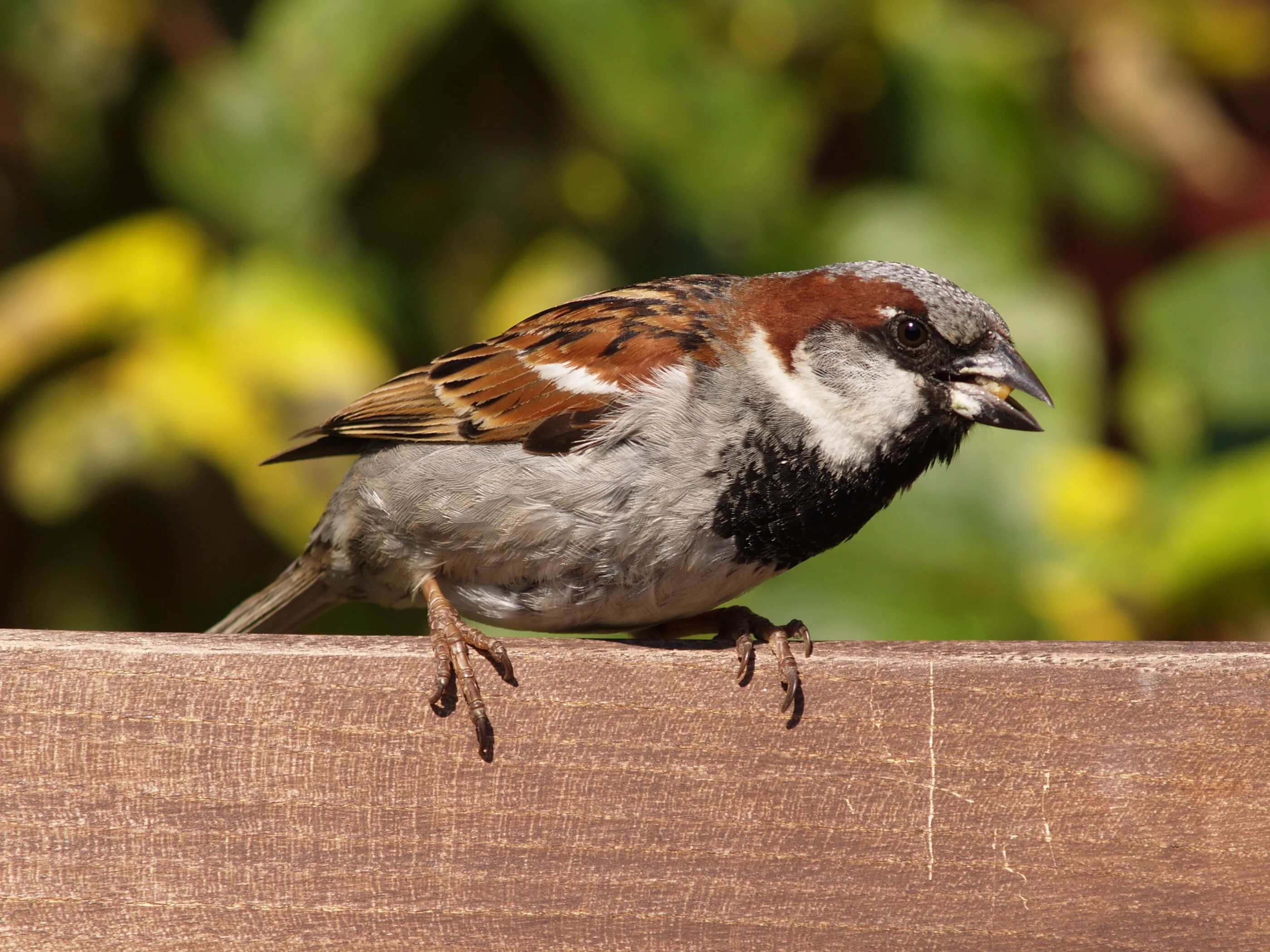 Passer domesticus самец. Домовый Воробей. Зерноядные птицы. Образ жизни воробья