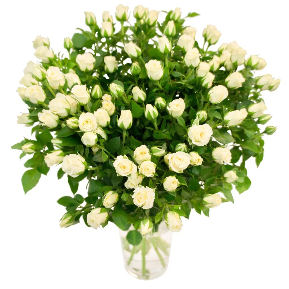 Букет кустовых роз. Кустовые розы "сноуфлейк". Кустовых цветов. Букет 11 кустовых роз. Кустовые розы "сноуфлейк".
