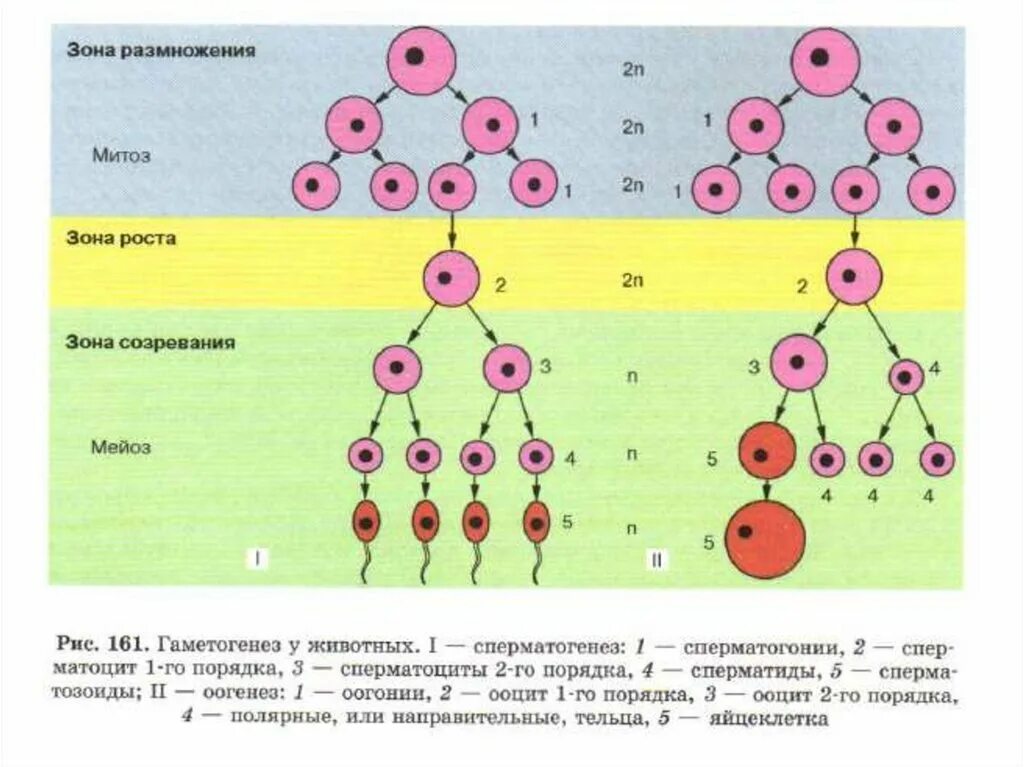 Мейоз основа полового размножения. Овогенез это в биологии 10 класс. Сперматогенез и онтогенез. Сперматогенез зона созревания. Гаметогенез сперматогенез схема.