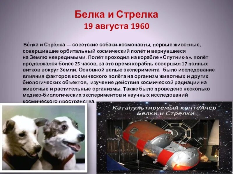 19 августа 1960. Собаки в космосе кратко. Сообщение о космосе белка и стрелка. Собаки в космосе презентация. Рассказ про белку и стрелку.