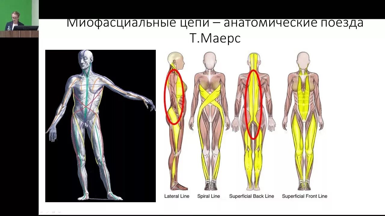 Анатомические поезда купить