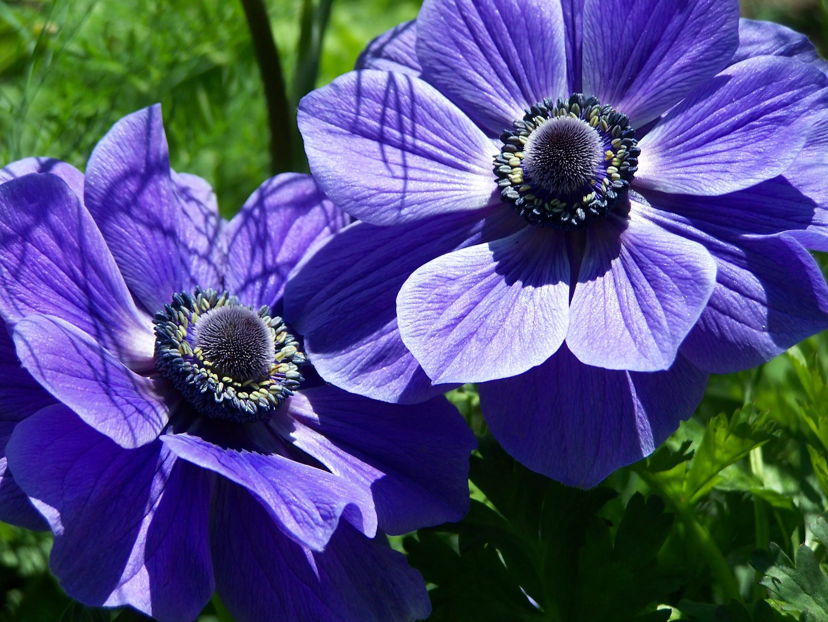 Анемона цветок фото и описание. Анемона Мистер Фоккер. Ветреница корончатая (Anemone coronaria). Анемона корончатая «Mr.Fokker». Анемона корончатая Адмирал.