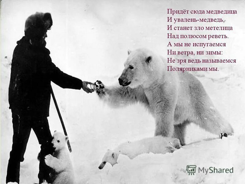 Полярник и медведь. Полярник медведь. Ваганцев евгений. Полярник медведь. Полярник медведь.