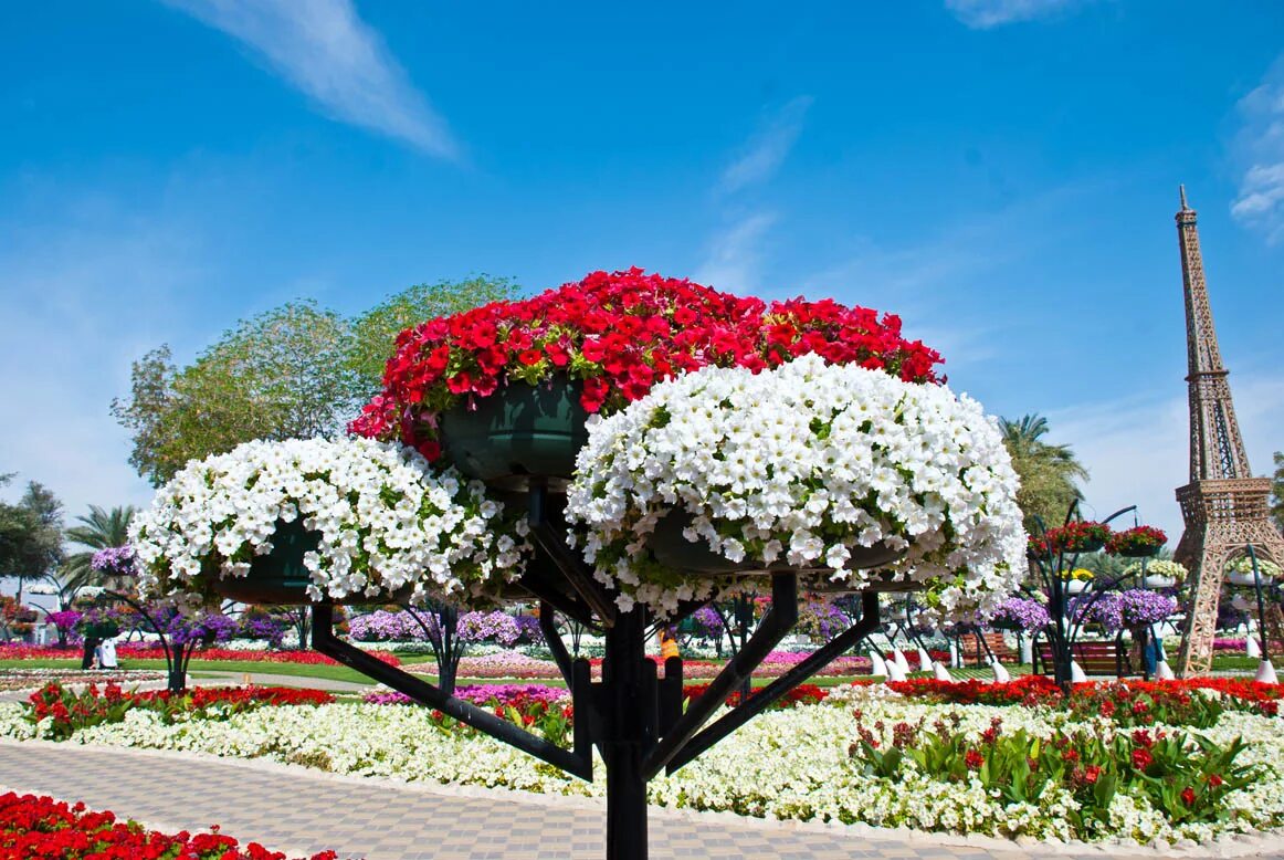 Парк Аль-Айн. Al Ain Paradise парк. Парк цветов (г. Аль-Айн). Аль- Айн - город сада.