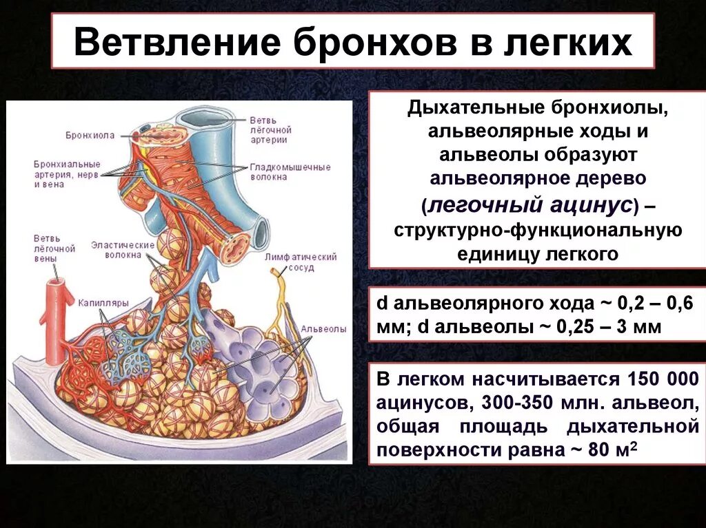 Альвеолярные легкие характерны для. Бронхиолы функции. Бронхи бронхиолы и альвеолы. Бронхиолы строение и функции. Строение бронхиол и альвеол.