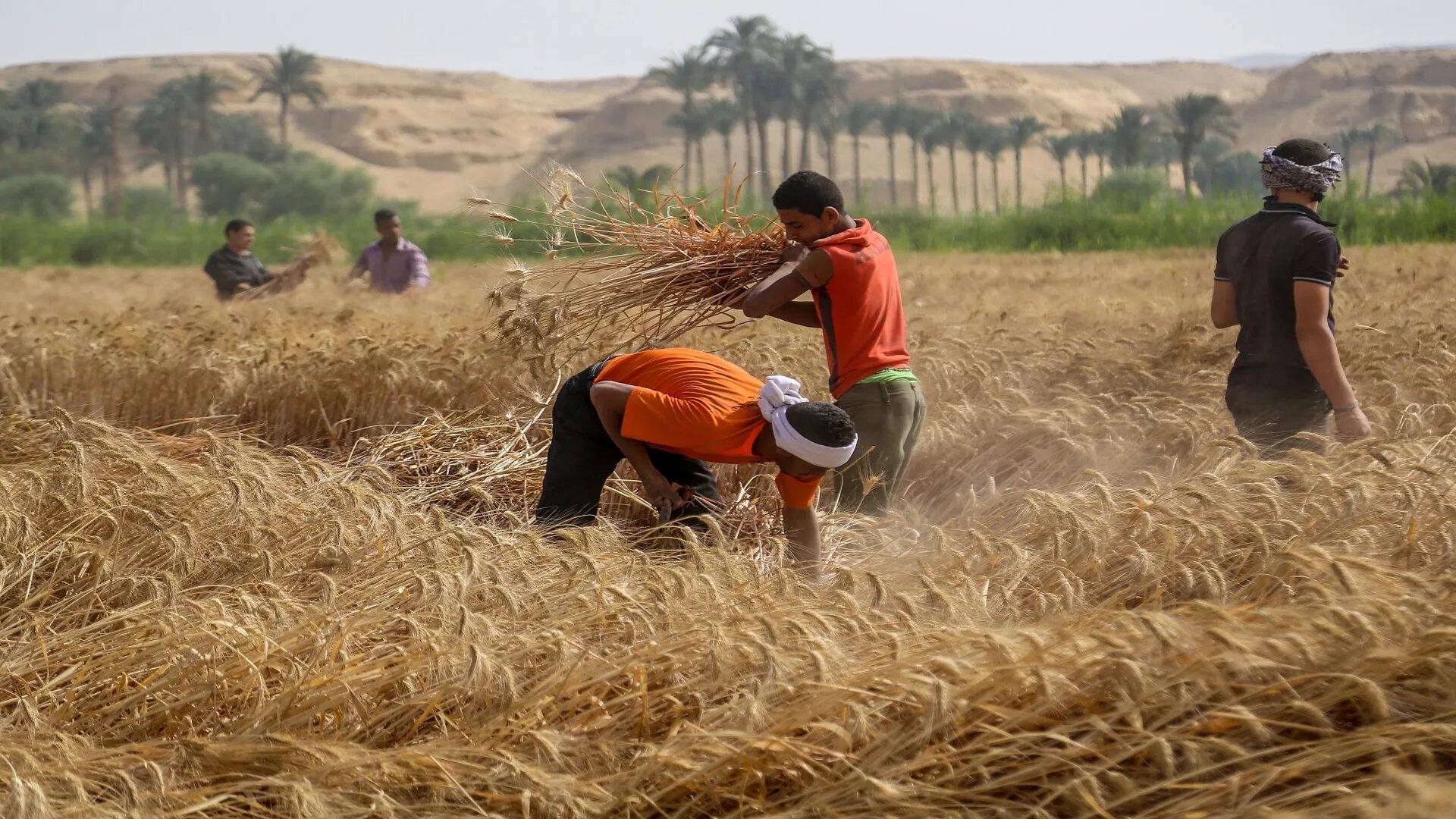 Wheat Harvest. Industrial Farmers harvesting Wheat. Farmer Gathering Wheat. Farmers usually Harvest Wheat. In northern india they harvest their wheat