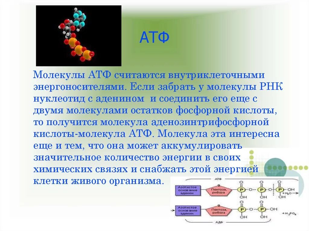 Виды молекул нуклеиновой кислоты днк. Молекулы АТФ В ДНК. Функции молекулы АТФ. Биологические функции АТФ. ДНК РНК АТФ.