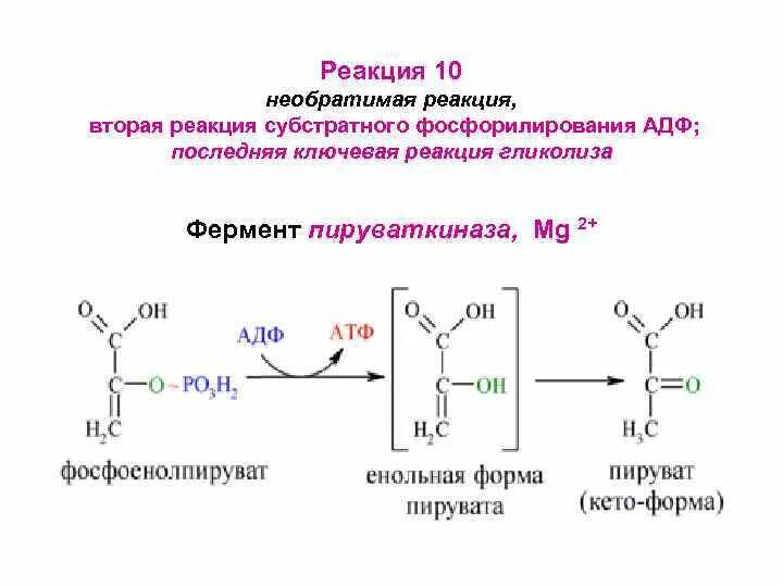 Субстратное атф. Реакция фосфорилирования АДФ. Реакции субстратного фосфорилирования в гликолизе. Реакции субстратного фосфорилирования, протекающие при гликолизе. Пируваткиназа гликолиз.