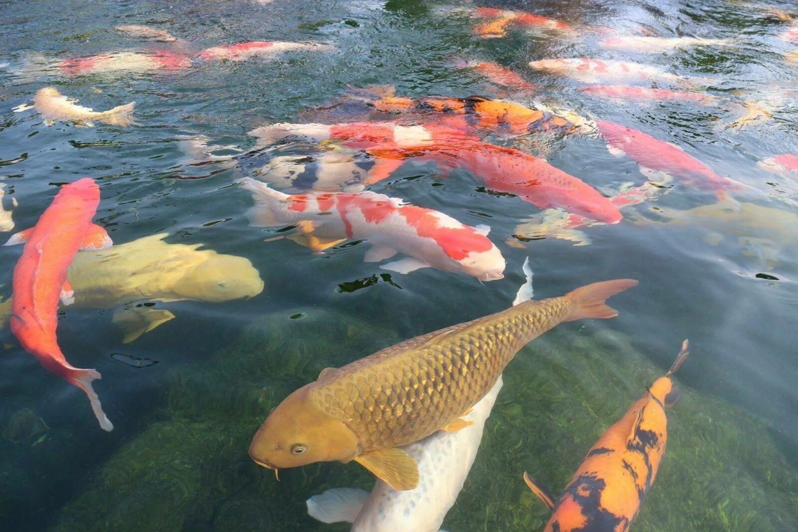 Рыба в озере. Какие есть рыбы в прудах. Рыба в озере. Рыбы обитающие в прудах. Рыбы обитатели водоемов.