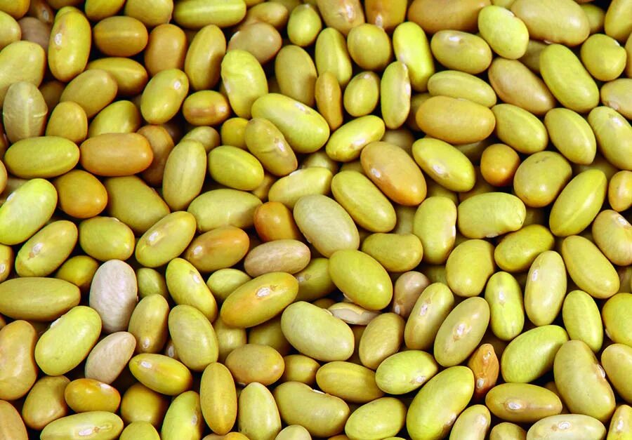 Check bean. Pacay peruvian (лат. ingafeuilleei). yellow beans. 80х95 см bean. limo beans.