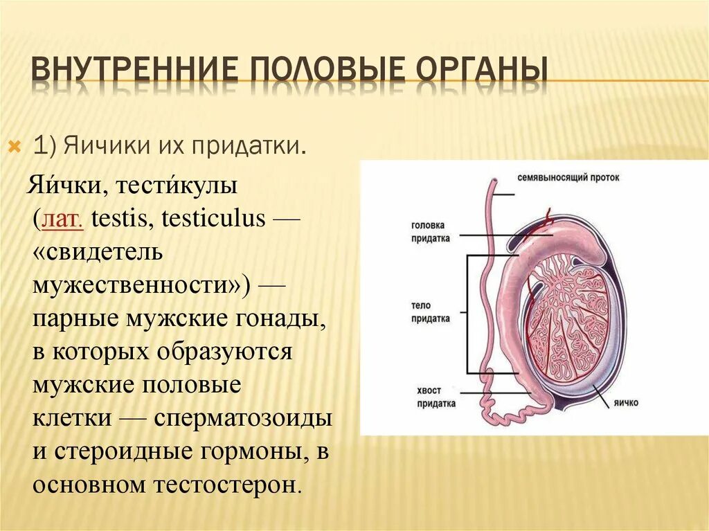 Матка, маточная труба и яичник, придатки. Клинические рекомендации воспалительных заболеваний малого таза. Строение матки яичников и придатков. Придаток яичка – расположение, строение, функция. Яичко строение гидатида.