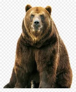 Bear description