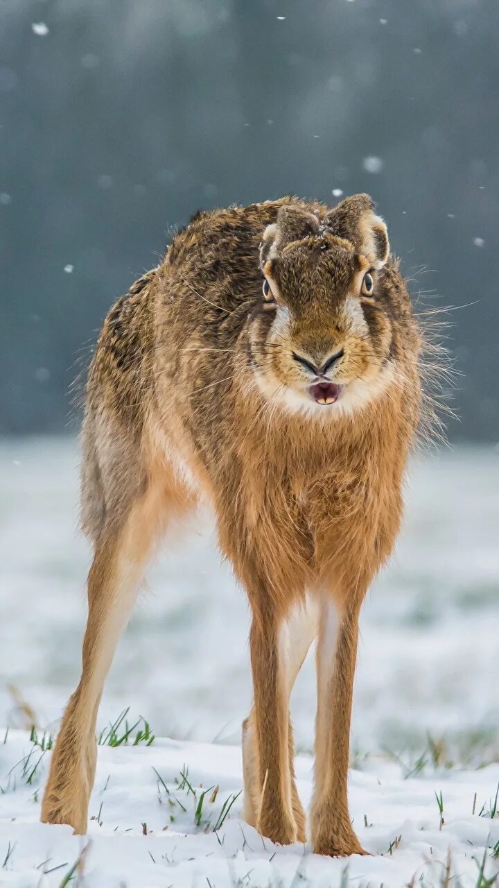 саблезубый заяц