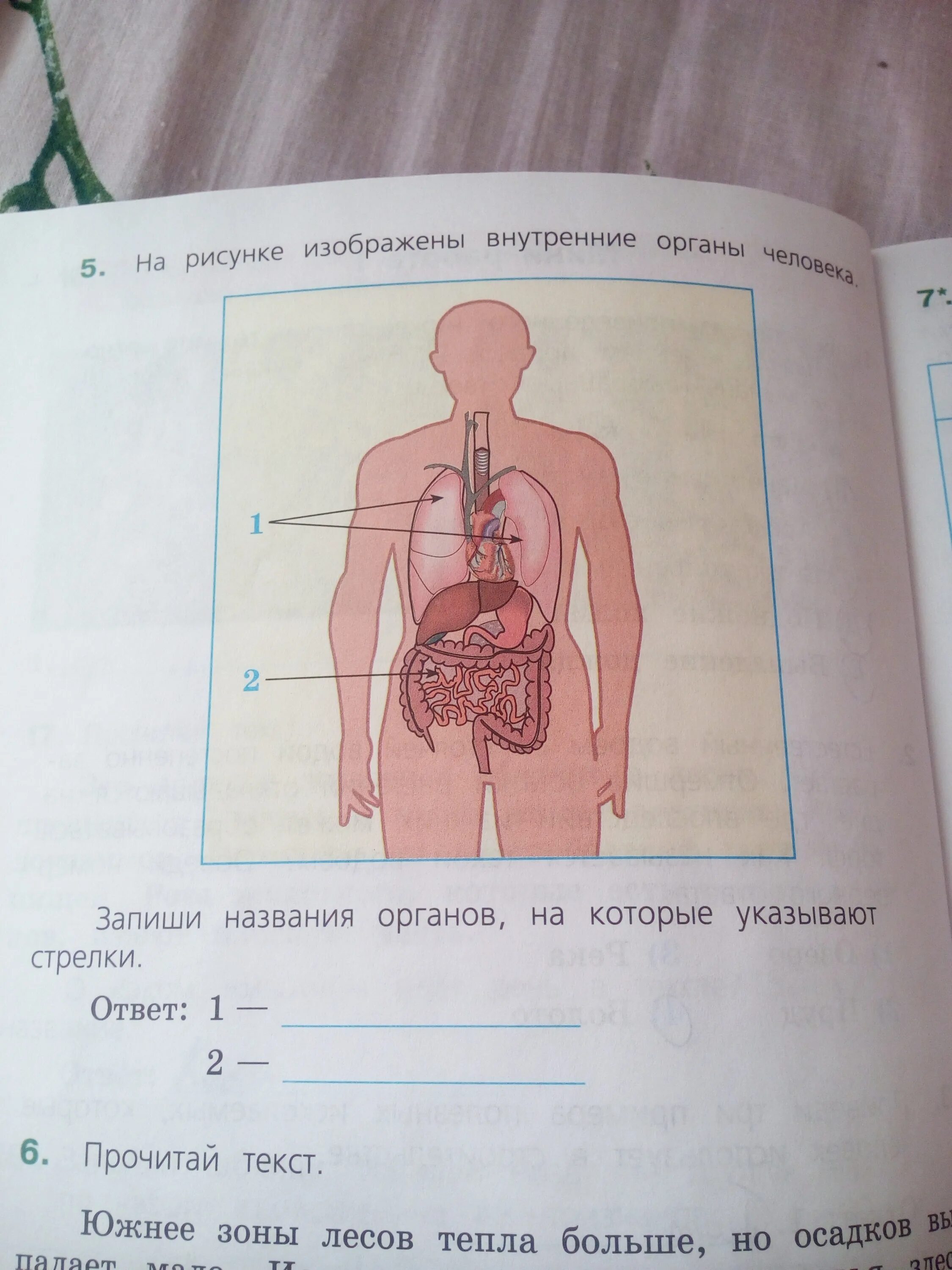 Органы человека. Название органов человека. Внутренние органы человека. Внутренние органы человека рисунок.