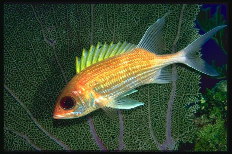 тернеция биотоп. Bathypterois grallator. рыба стоящая на плавниках. рыба с большими плавниками. рыба звездочет.