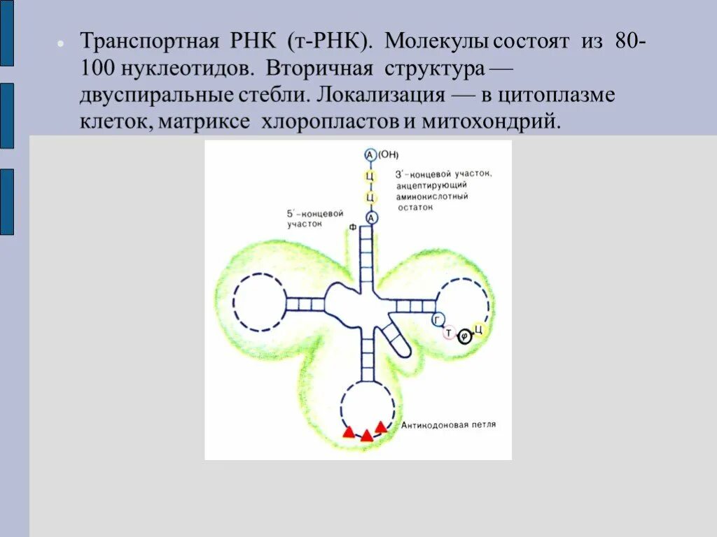 Строение вторичной структуры ТРНК. Транспортная РНК состоит из.