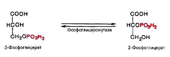 Фосфоглицер. 3 фосфоглицерат в 2 фосфоглицерат. 2 фосфоглицерат гликолиз. 3 фосфоглицериновая кислота. реакцию образования 2-фосфоглицерата из 3-фосфоглицерата.