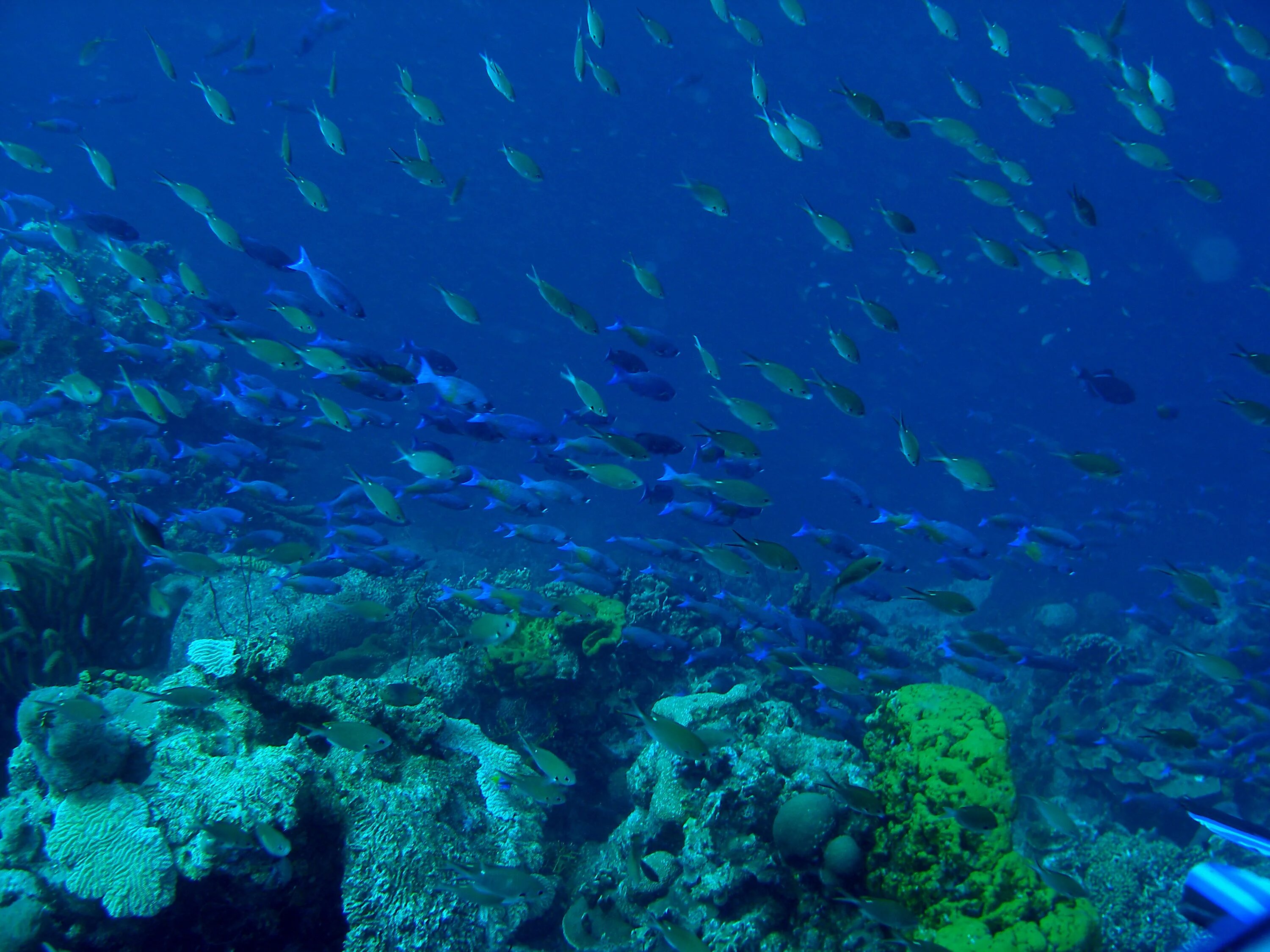 Live more fish. Океанография и океанология. Океанография Россия. Океанография фото. Ocean Marine.