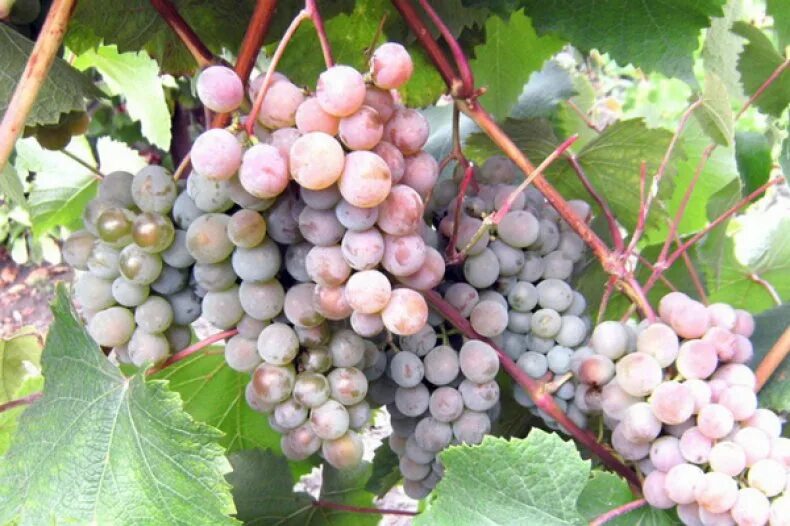 Виноград каталония. Виноград сорт вишневый. Ультроранниесортавинлграда. Виноград мускат красный сверхранний. Виноград амирхан.