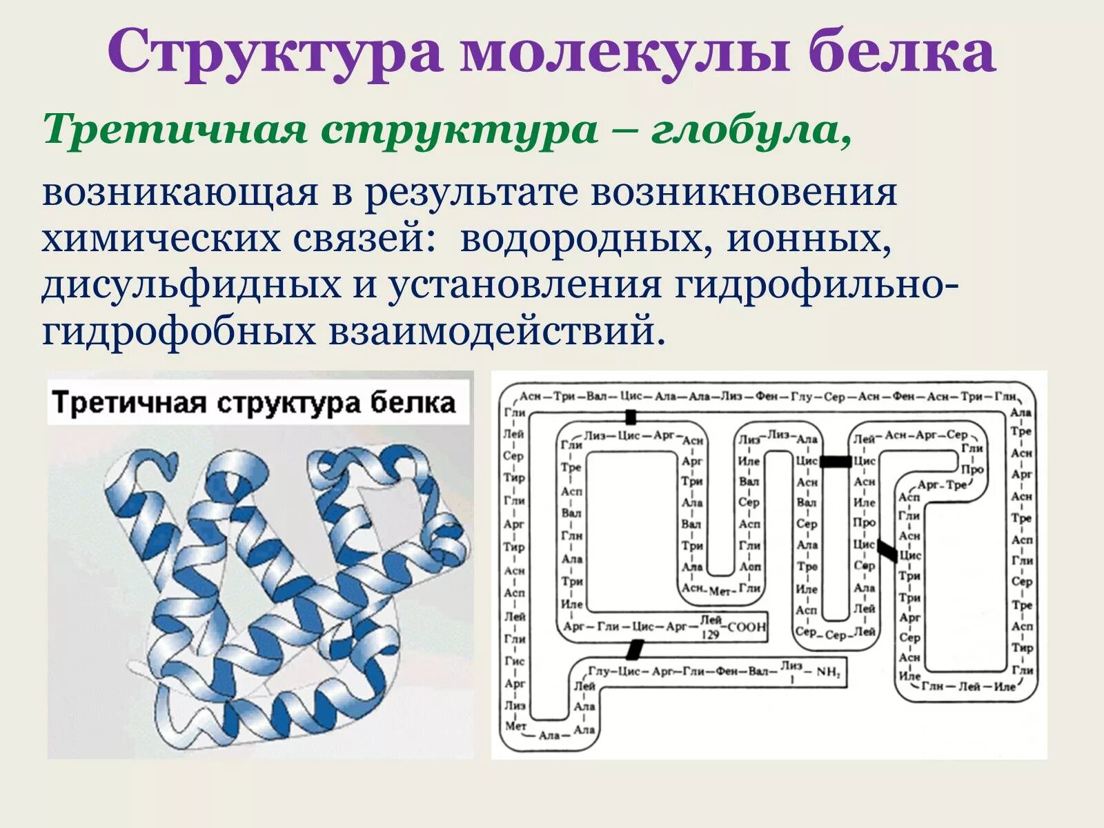 Ала асп. Структура белковой молекулы. Структура молекулы белка. Строение белковой молекулы. Строение молекулы белка.