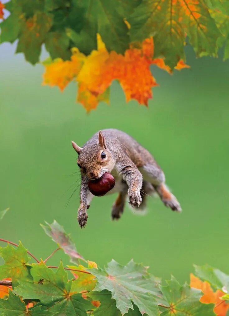 Белка в полете фото Pin by Susanne Krause on Eichhörnchen Cute animals, Animals, Baby animals