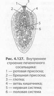 Половая система сосальщиков