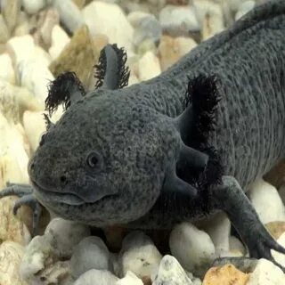 Аксолотль домашний
