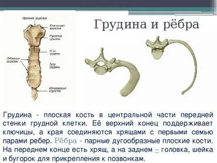 Грудина относится к скелету
