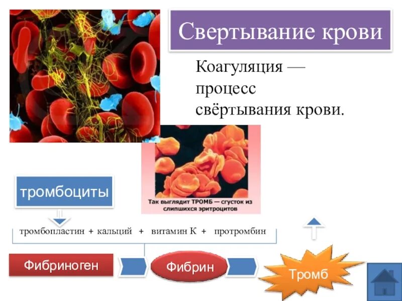 Фермент тромбоцитов. Тромбоциты свертывание крови. Тромбоциты процесс свертывания крови. Тромбоциты схема свертывания крови. Тромбоциты образование сгустка крови.