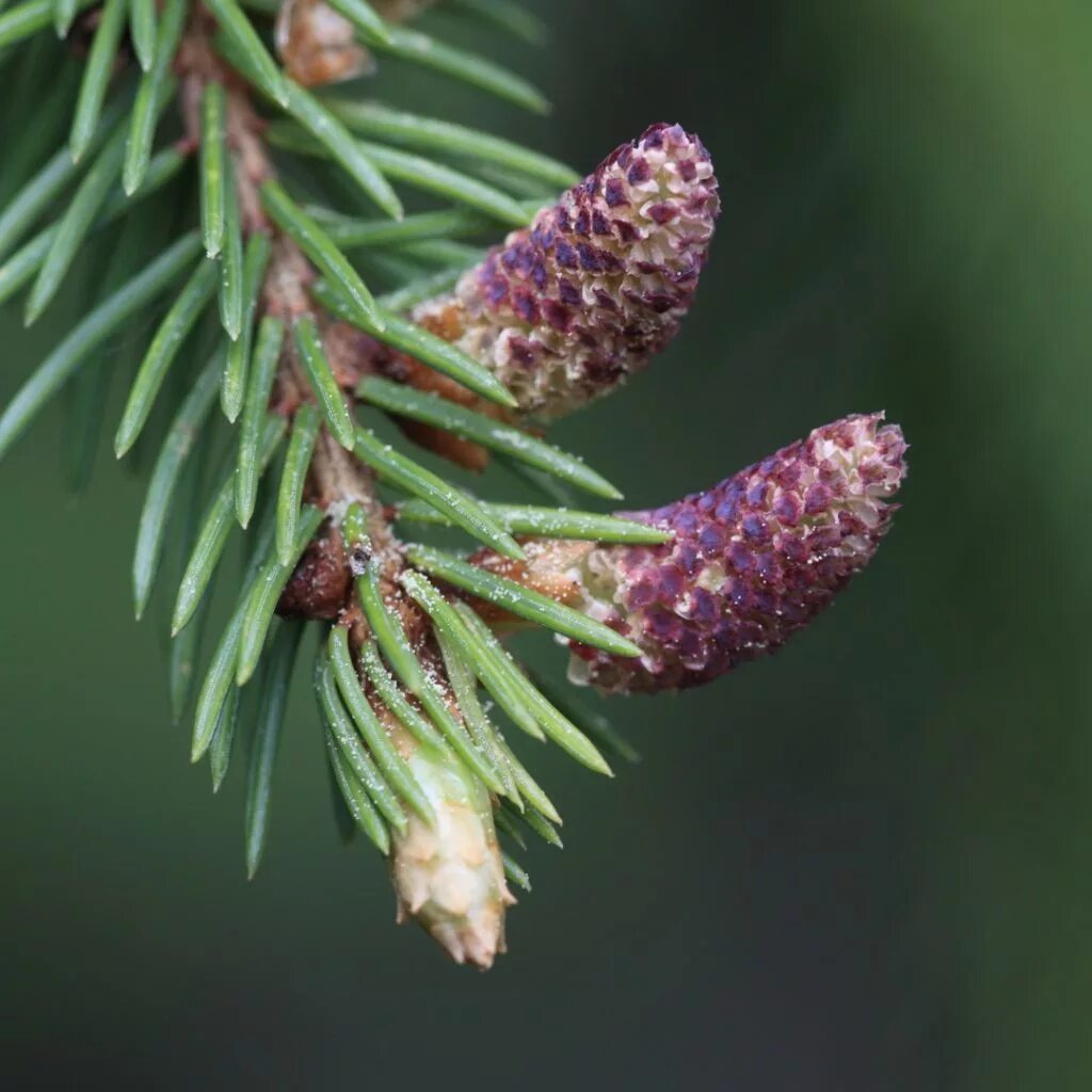 Шишки ели сибирской. Пихта Сибирская Abies sibirica микростробилы. Ель Сибирская Picea obovata. Пихта Сибирская семена и шишки. Ель колючая микростробилы.