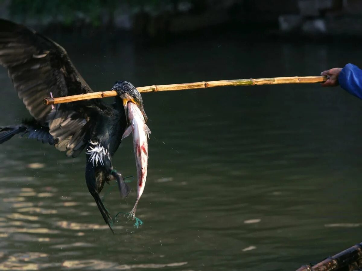 Mark Bridger's pictures show moment kingfisher hunts for fish Daily Mail Online