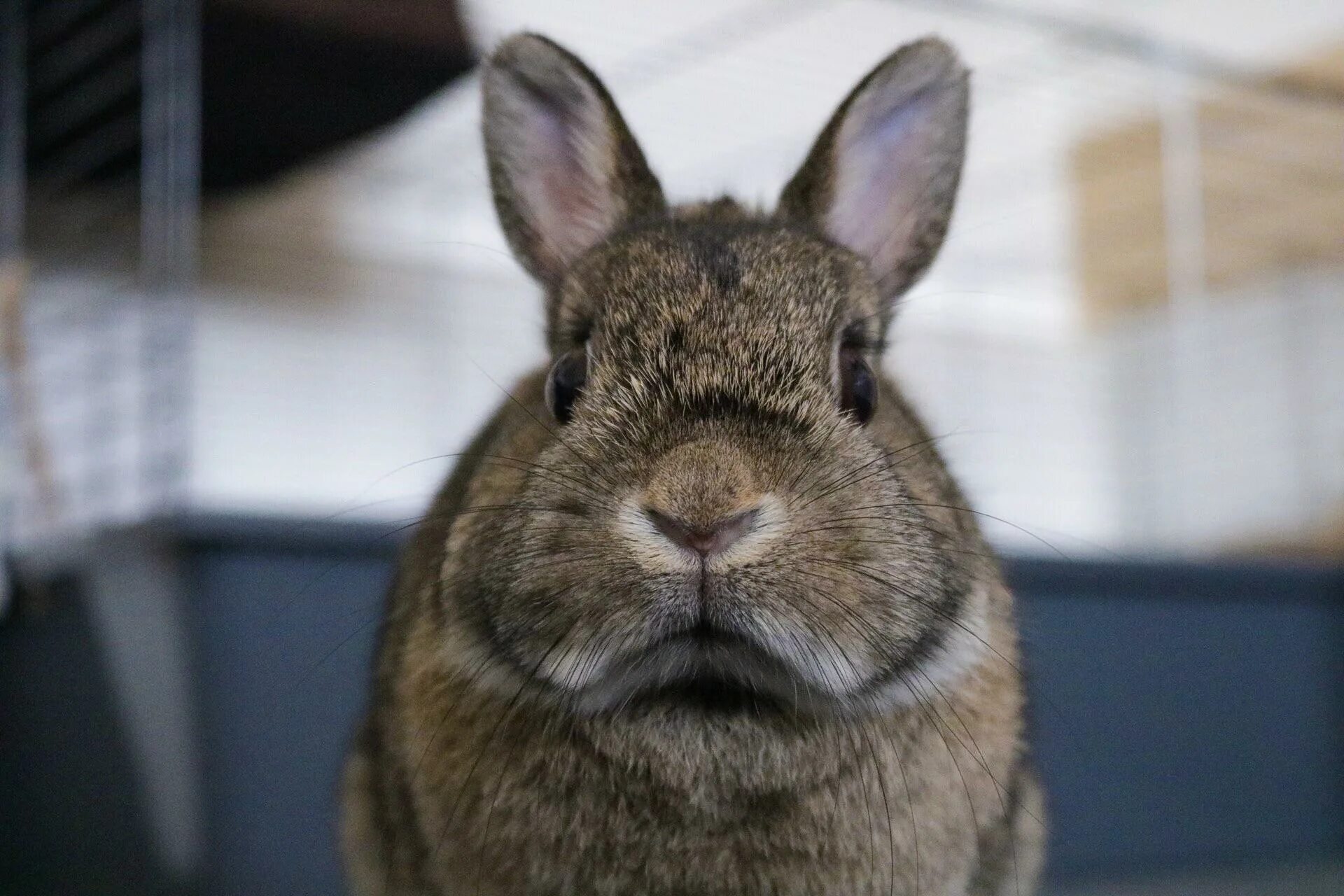 Rabbit r1 обзор