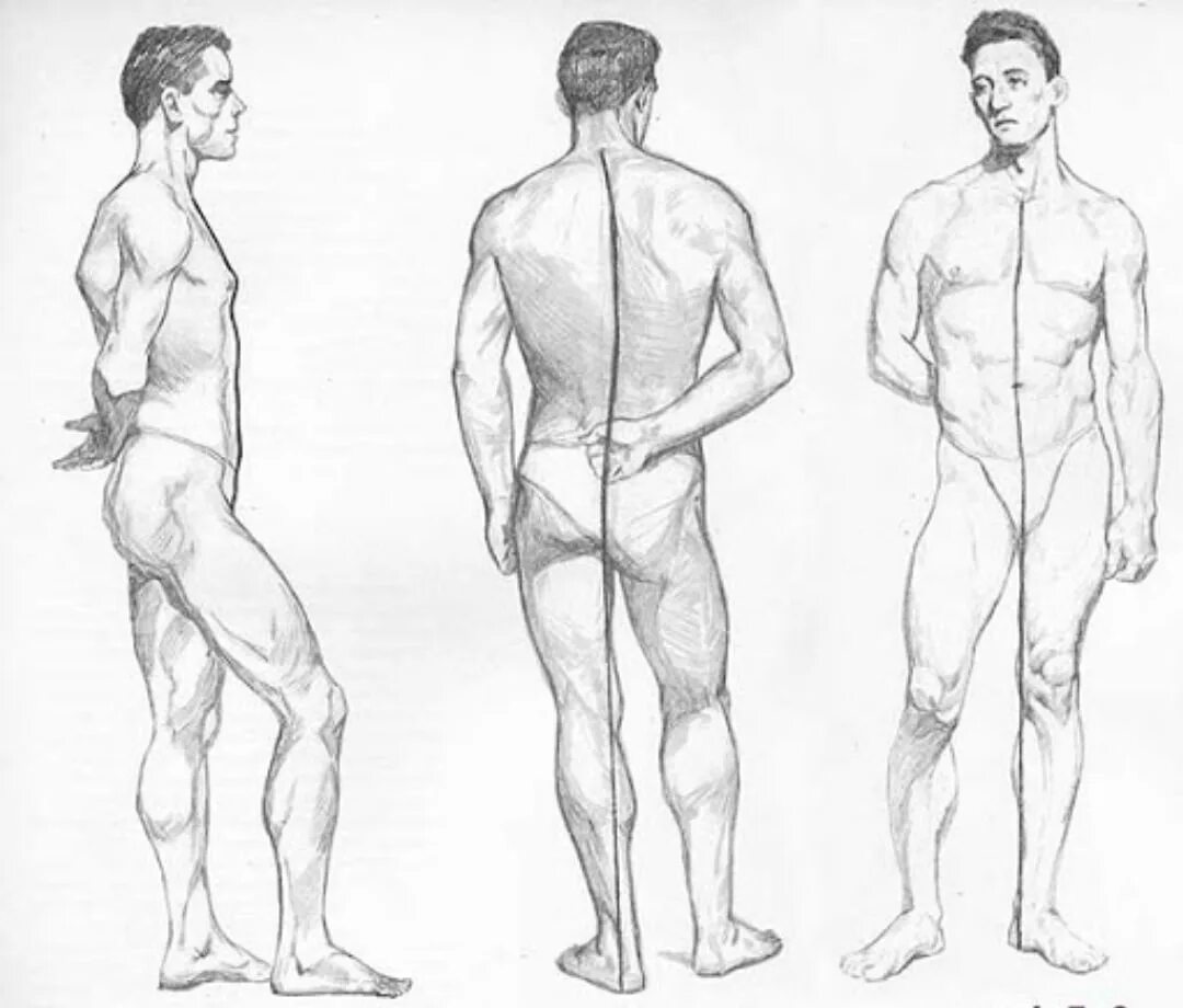 Фигура человека анатомия. Мужчина сбоку анатомия. Парень в профиль референс в полный рост. Фигура человека рисунок.