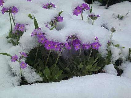 Какие цветы зимой