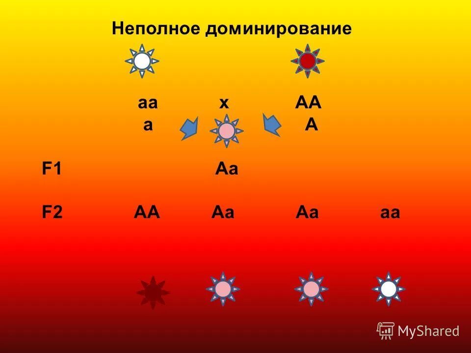 аа аа в процентах. аа + аа гаметы. аа аа в процентах. схема анализируемого скрещивания аа и аа. 0916а аа аа а.