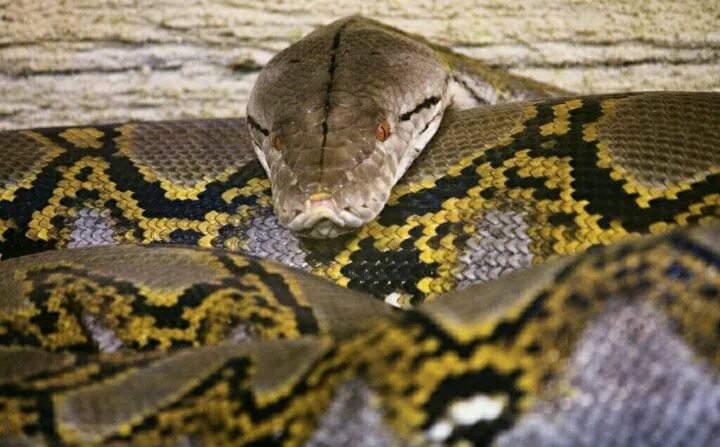 Питон сетчатый (Python reticulatus) (Справочник террариумных животных)
