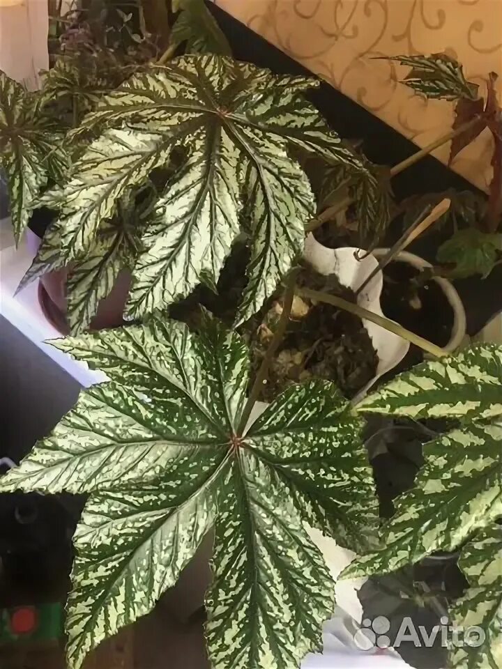 Авито курск цветы. Авито курск растения. Авито курск комнатные цветы купить. Авито курск комнатные цветы купить. Авито курск цветы для сада.