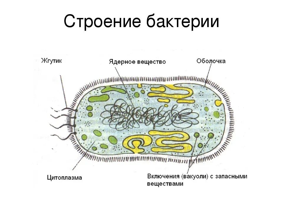 Прокариотами называются