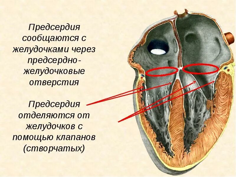 Левое предсердно-желудочковое отверстие. Правое предсердно-желудочковое отверстие. Правое и левое предсердно-желудочковое отверстие. Клапан правого предсердно желудочкового отверстия