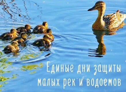 День водоемов
