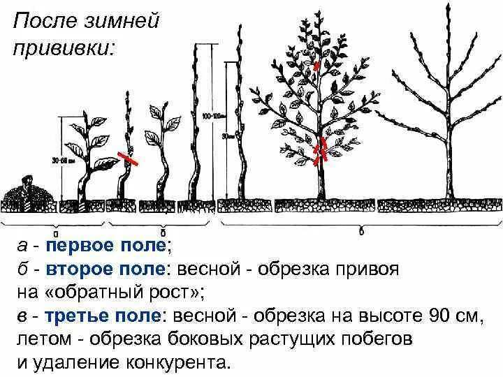 Расстояние при посадке черешни